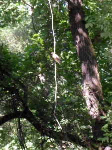 Cedar waxwing hunting from a streamside vine.