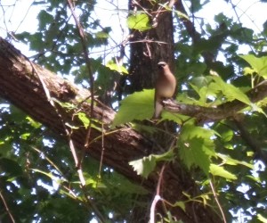 ...and back to await the next chance.