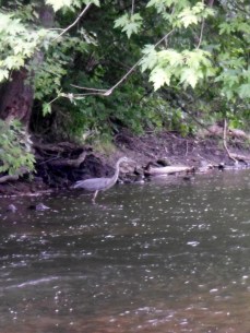 Great blue heron in the Little Shenango