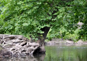 Sycamore on the Little Shenango
