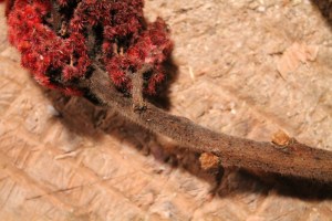 The fine hairs on the branches remind one of deer antlers in velvet and give the staghorn sumac its common name.