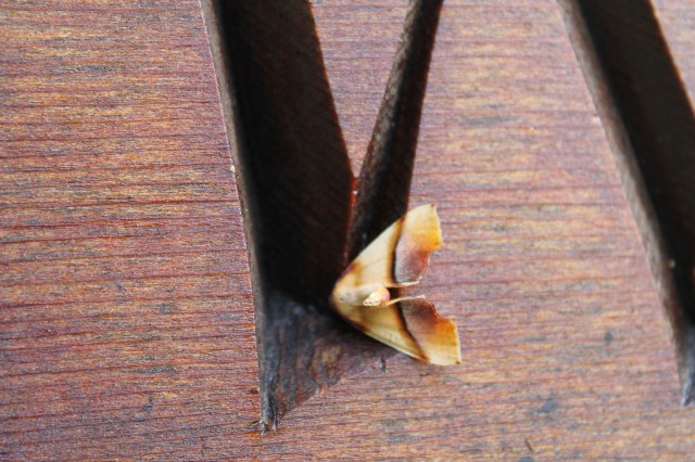 1DDD7533-A8FD-4D7E-92E0-664B55EE9DCA