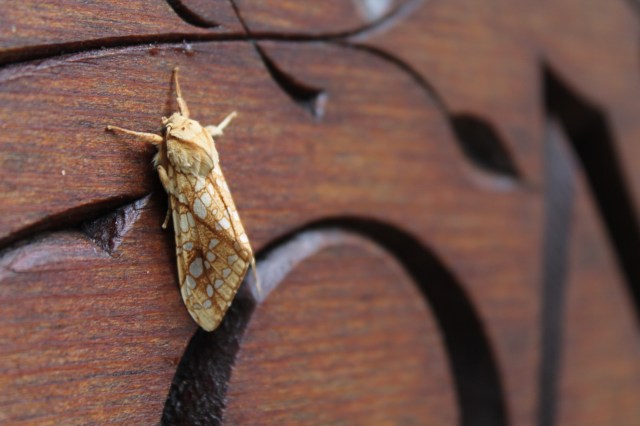 982754FC-9BDA-40D5-9347-FC9295E42D41_1_201_a